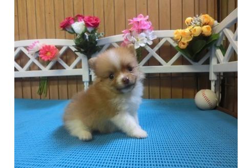 成約済の三重県のポメラニアン-6817の1枚目